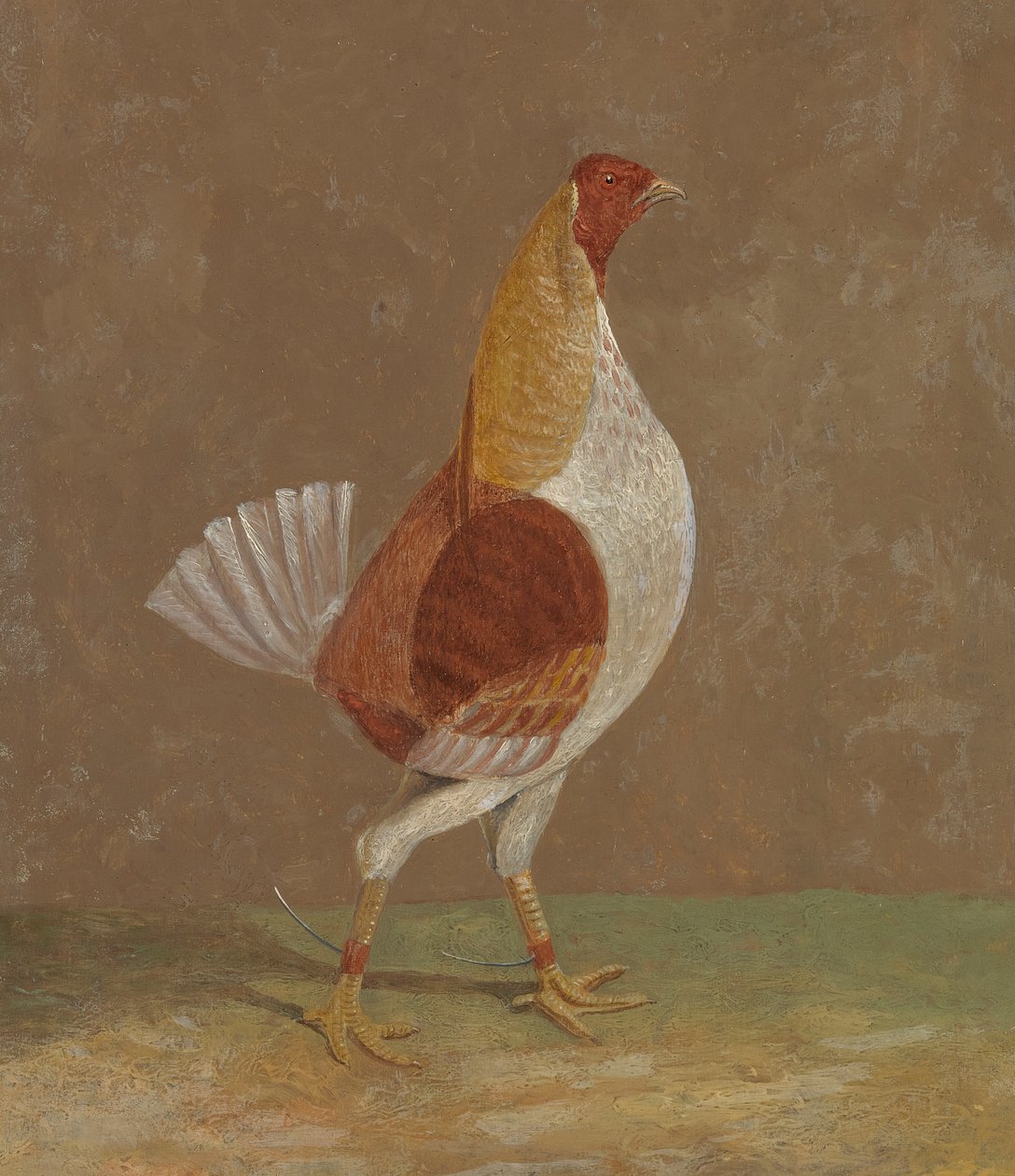 Dövüşen Horozlar: Solgun Göğüslü Dövüşen Horoz, Sağa Bakıyor by John Frederick Herring