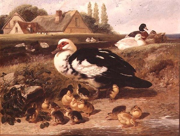 Ördekler ve Ördek Yavruları by John Frederick Herring Jnr