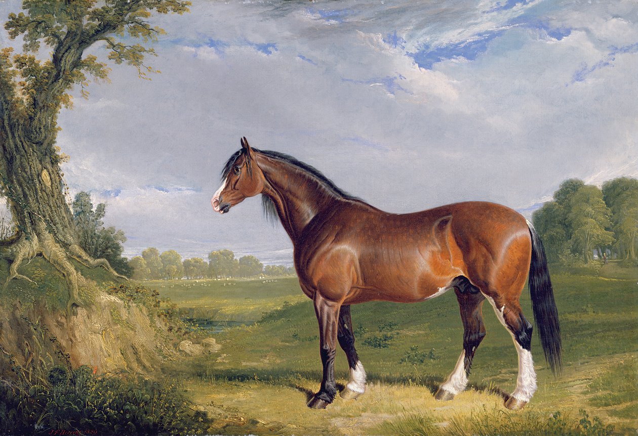 Bir Clydesdale Aygırı, 1820 by John Frederick Herring Senior