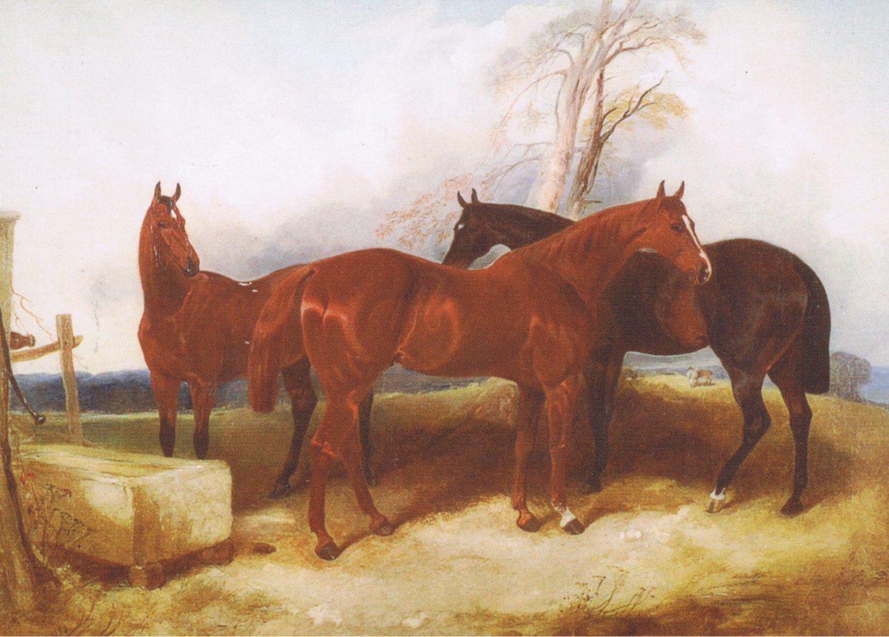 Bir dergi veya kitap kaynağından bilinmeyen bir grup at by John Frederick Herring Senior