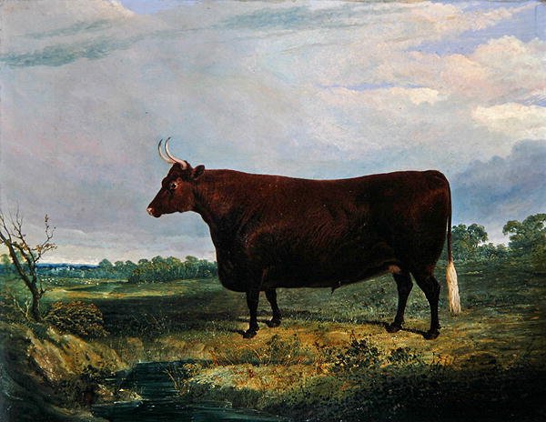 Kahverengi Boğa Portresi by John Frederick Herring Senior