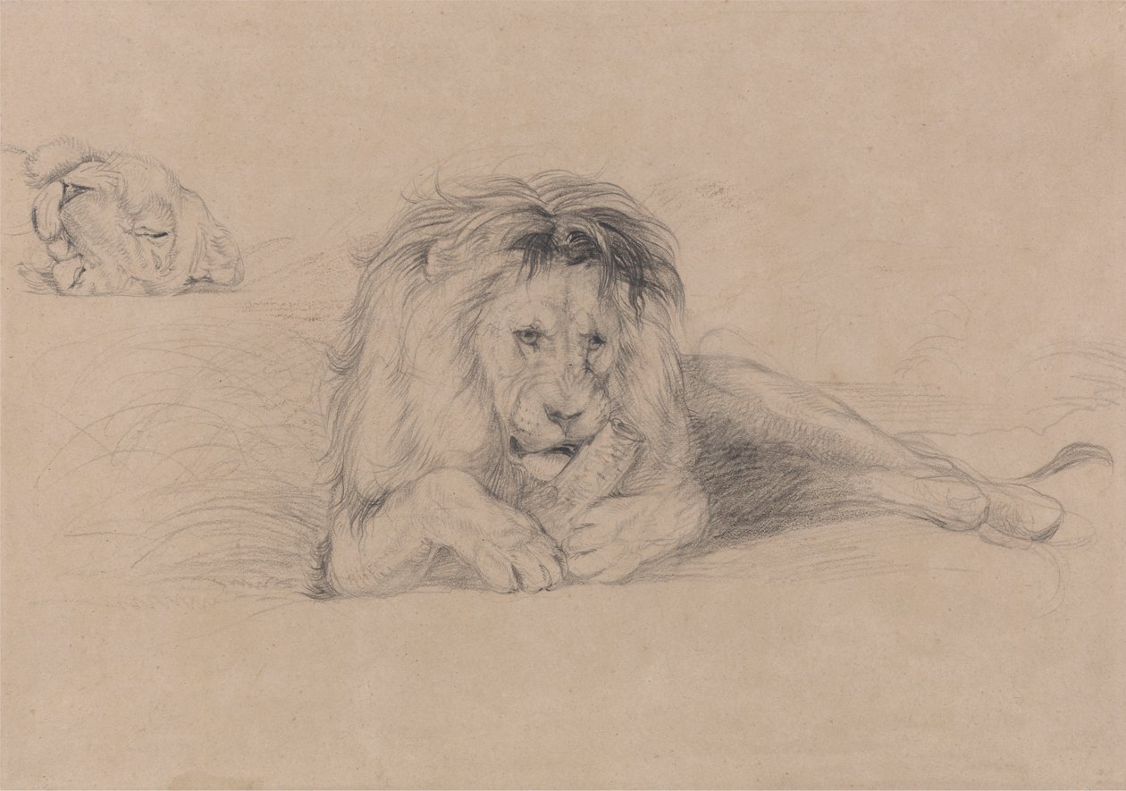 Aslan Çalışması ve Dişi Aslan Başı Çalışması by John Frederick Lewis