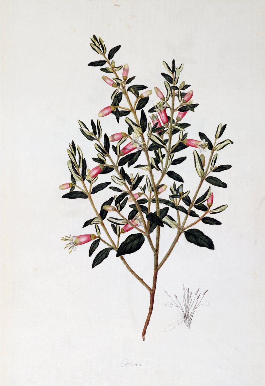 Correa Reflexa, John Frederick Miller'ın çizimi (1759-1796) by John Frederick Miller