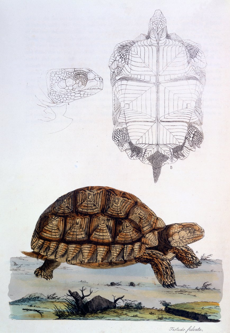 Testudo Sulcata, 1796 (el boyaması gravür) by John Frederick Miller