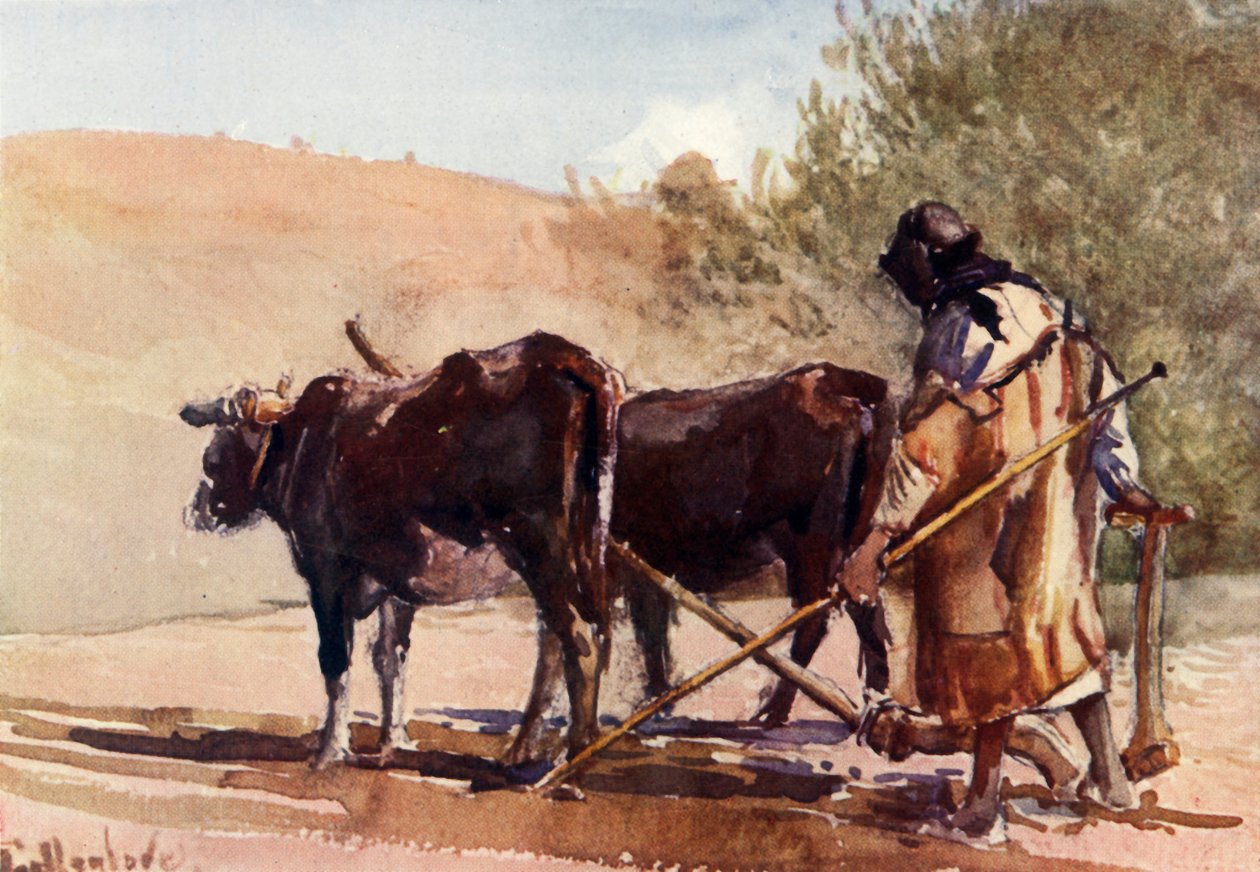 Zeytin Dağı
