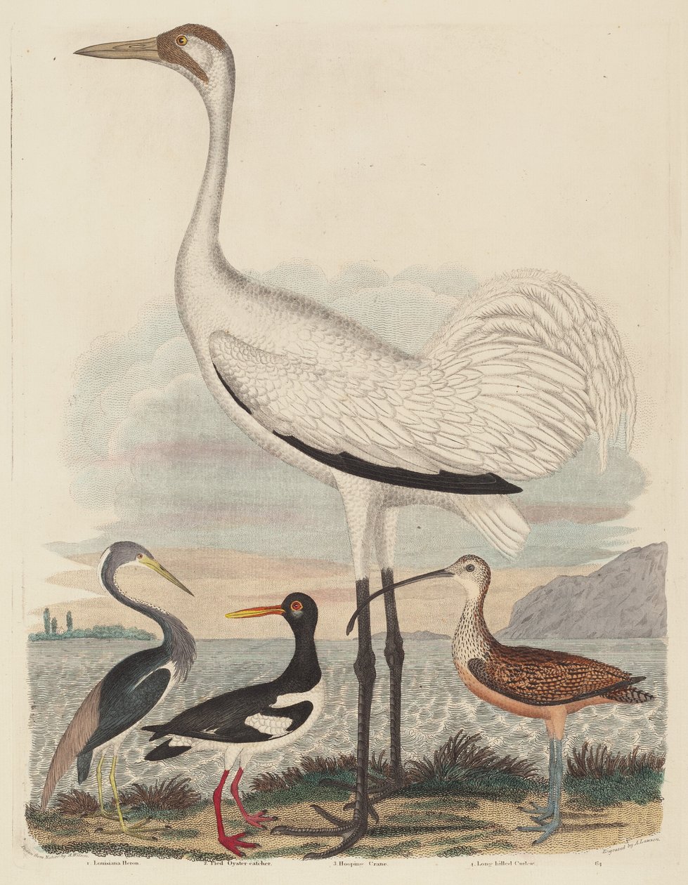 Louisiana Heron, Pied Oyster-catcher, Hooping Crane ve Long-galled Curlew, 1808-1814