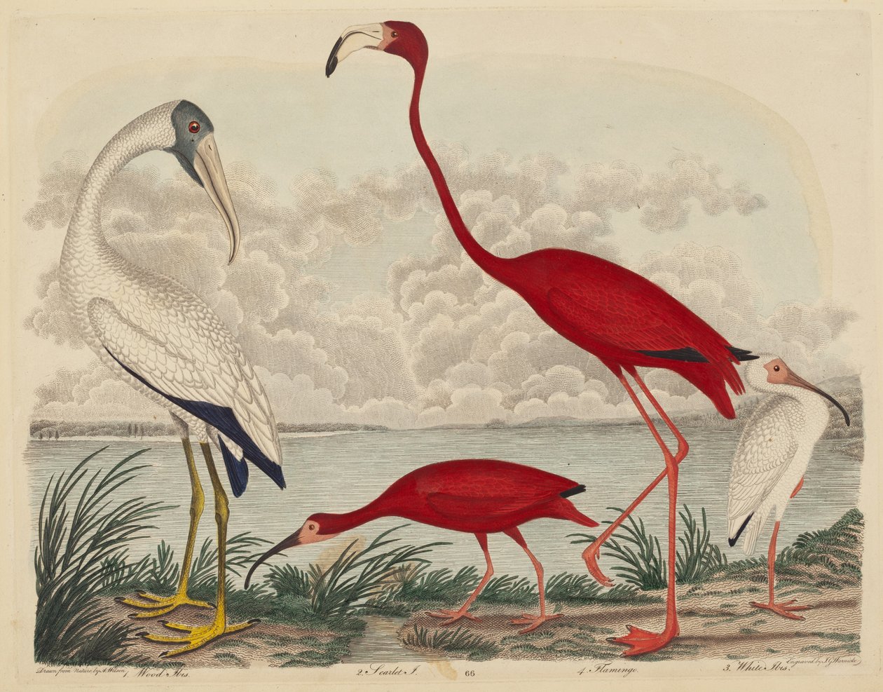 Wood Ibis, Scarlet Ibis, Flamingo ve White Ibis, 1808-1814