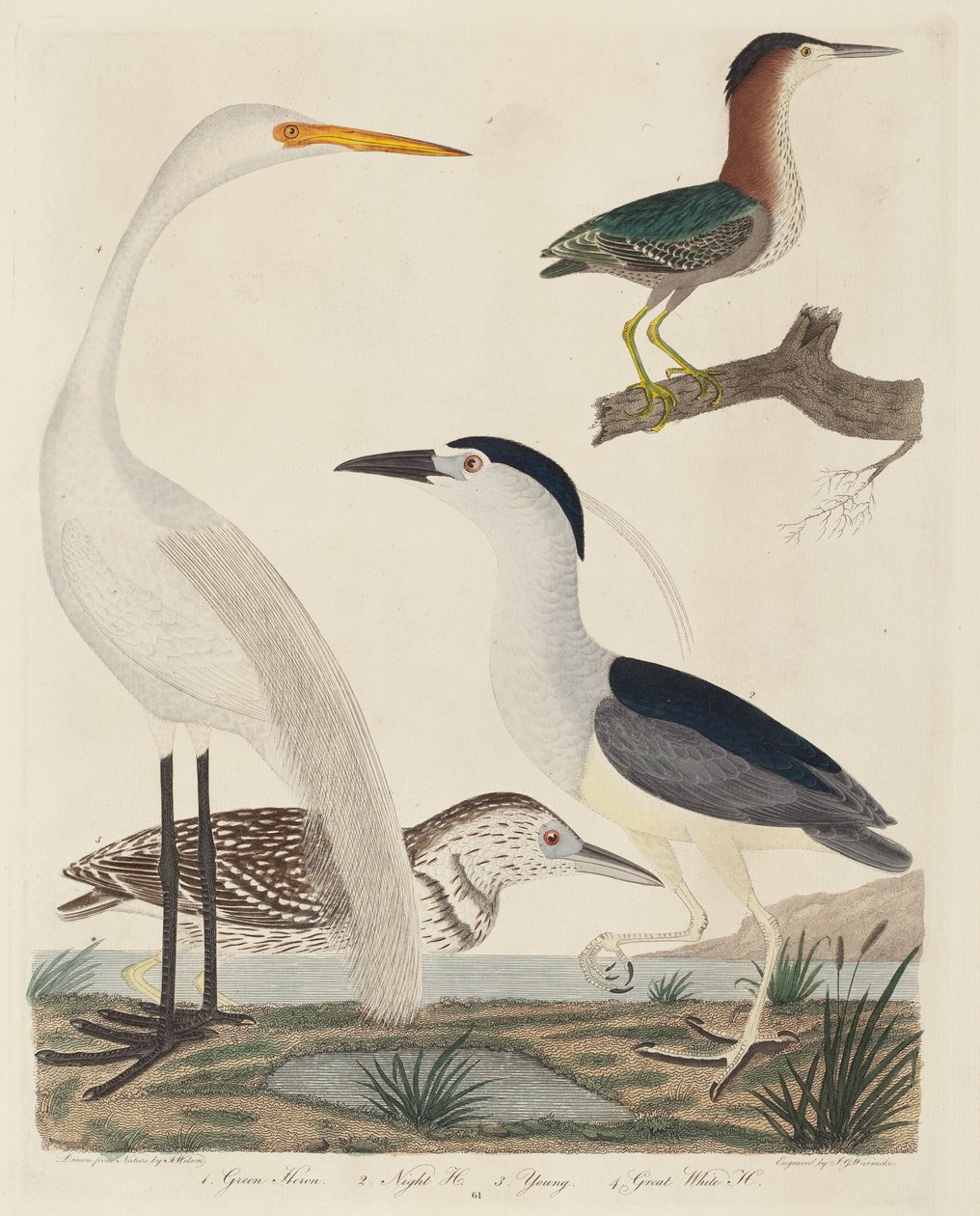 Yeşil Balıkçıl, Gece Balıkçıl, Genç Balıkçıl ve Büyük Beyaz Balıkçıl by John G. Warnicke after Alexander Wilson
