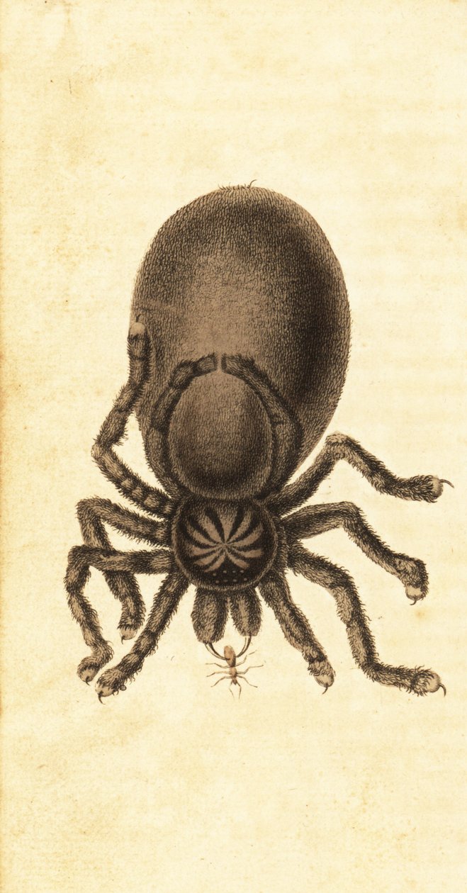 Serçe tarantula, Avicularia avicularia. , 1800 (gravür) by John Gabriel Stedman