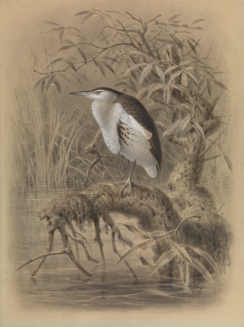  by John Gerrard Keulemans