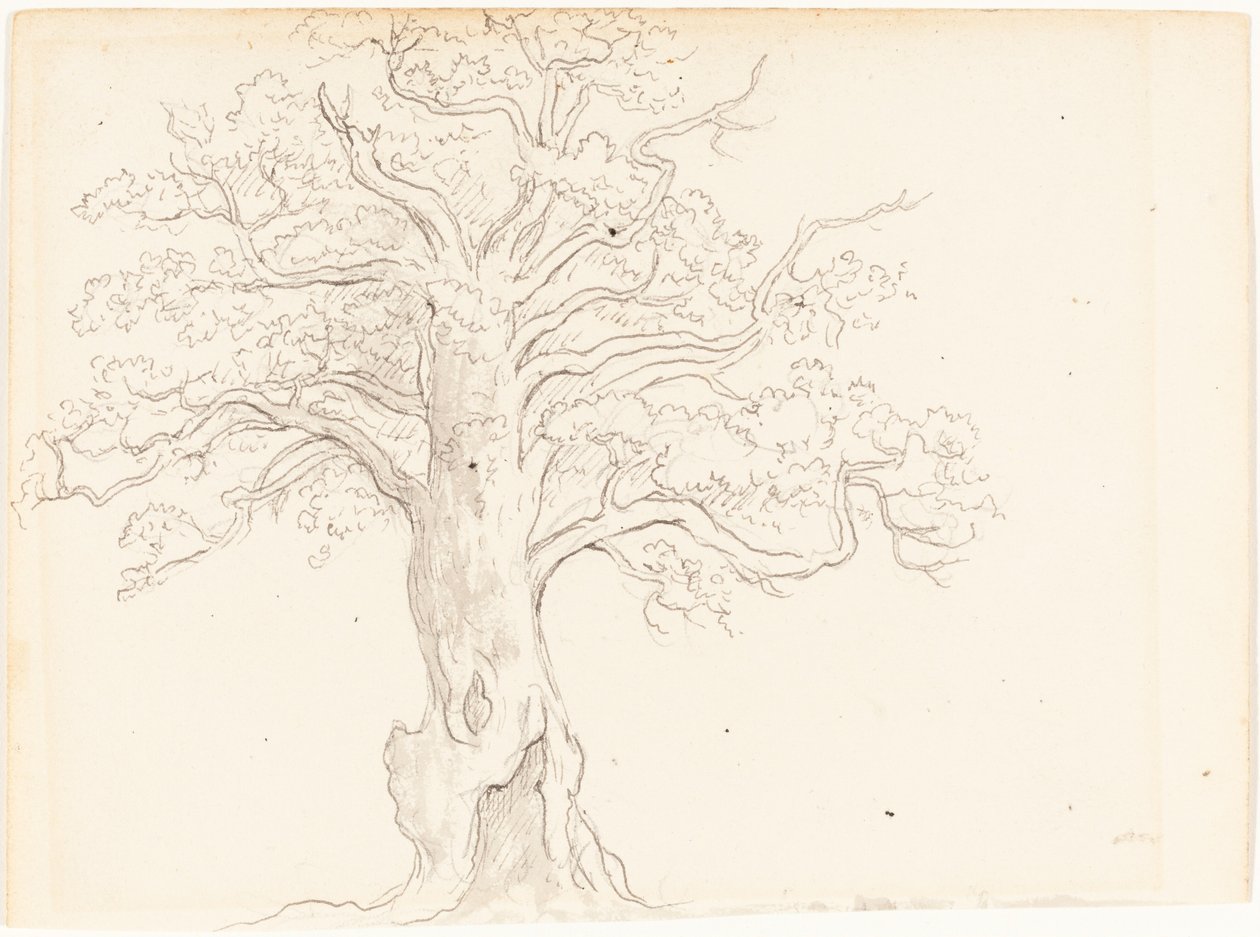 Meşe Ağacı by John Glover