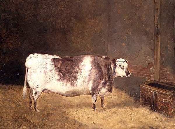 kısa boynuzlu inek by John Goode