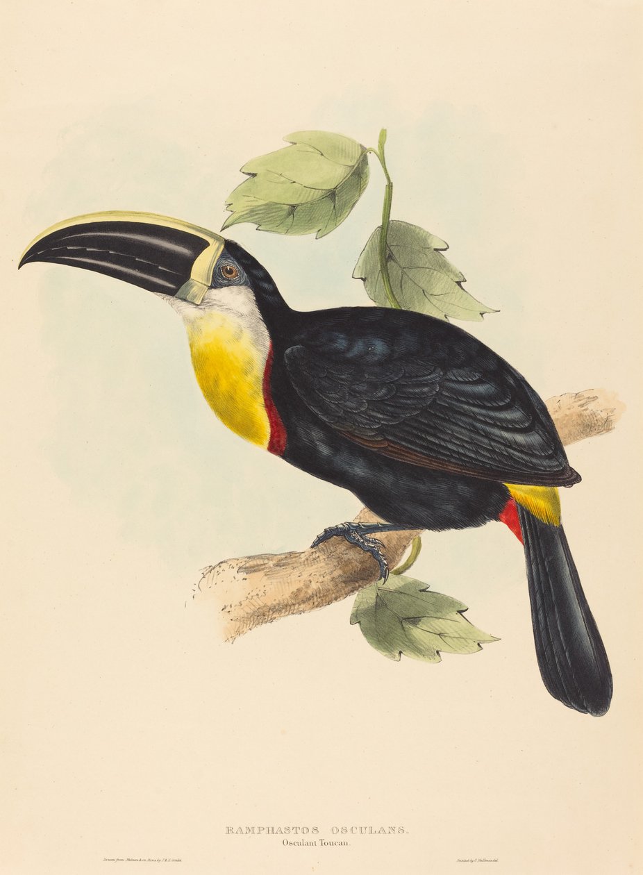 Toucan, Ramphastos