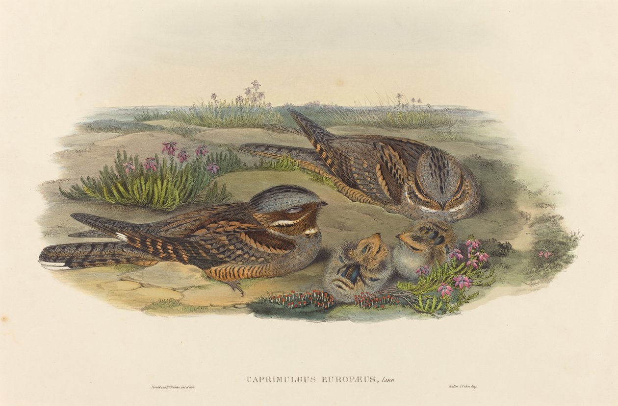 Caprimulgus europaeus Nightjar. Yaratıcılar: John Gould, Henry Constantine Richter. by John Gould and Henry Constantine Richter John Gould and Henry Constantine Richter