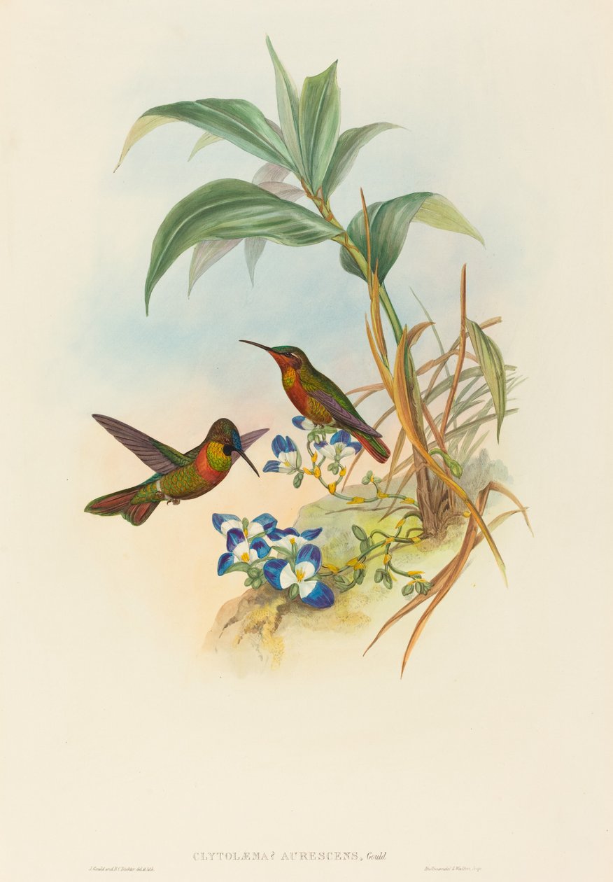 Clytolaema aurescens Bantlı Yakut veya Gould