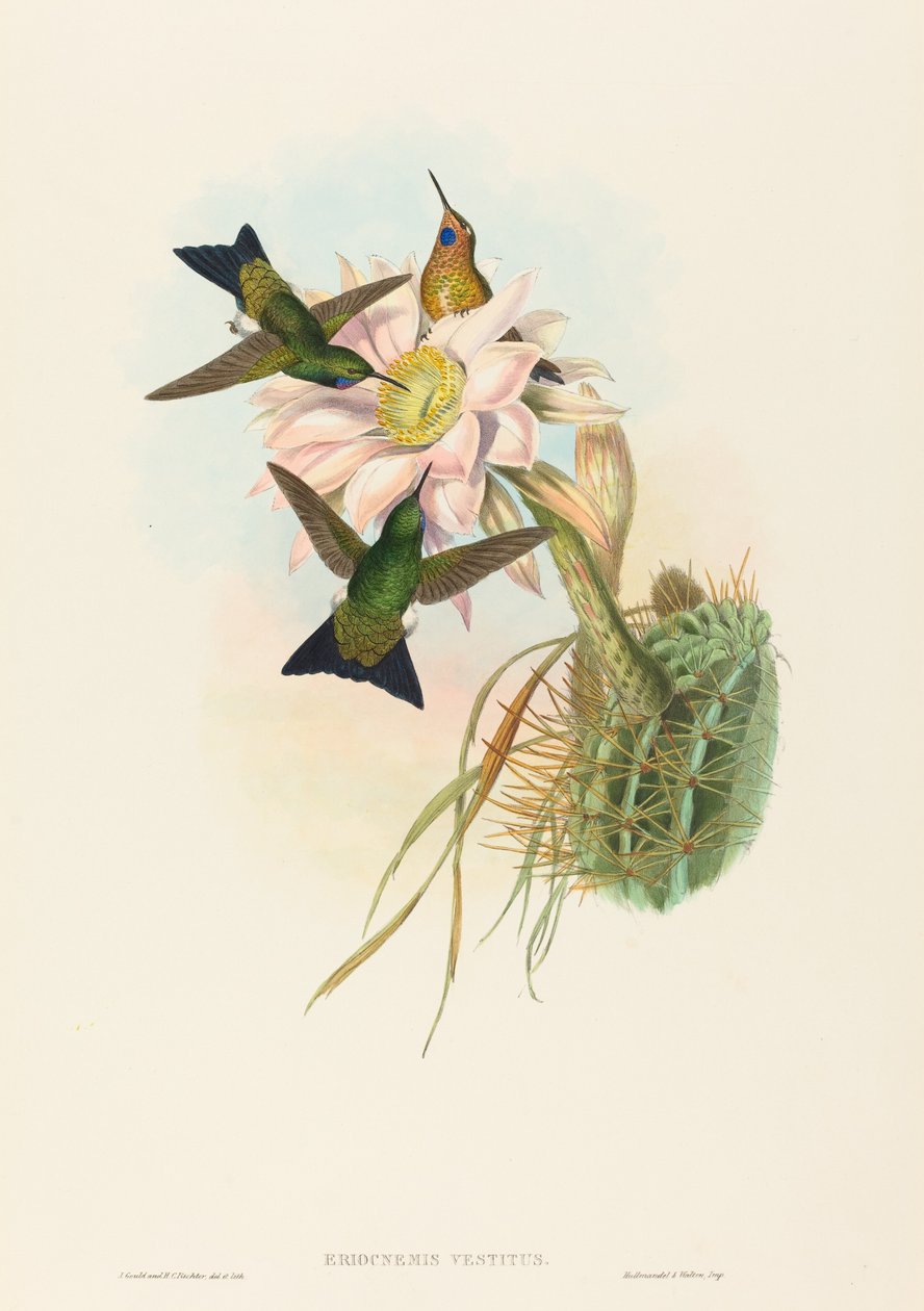 Eriocnemis vestitus Parlayan Puff-Bacak. Yaratıcılar: John Gould, Henry Constantine Richter. by John Gould and Henry Constantine Richter John Gould and Henry Constantine Richter