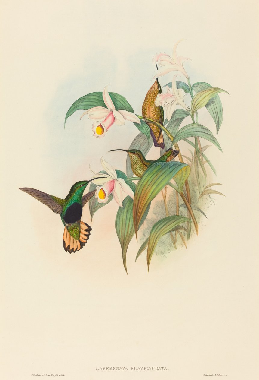 Lafresnaya flavicaudata Buff kuyruklu Kadife göğüs. Yaratıcılar: John Gould, Henry Constantine Richter. by John Gould and Henry Constantine Richter John Gould and Henry Constantine Richter