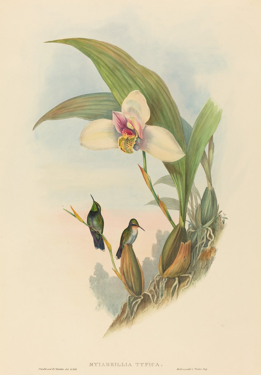 Myiabeillia tipika Abeille