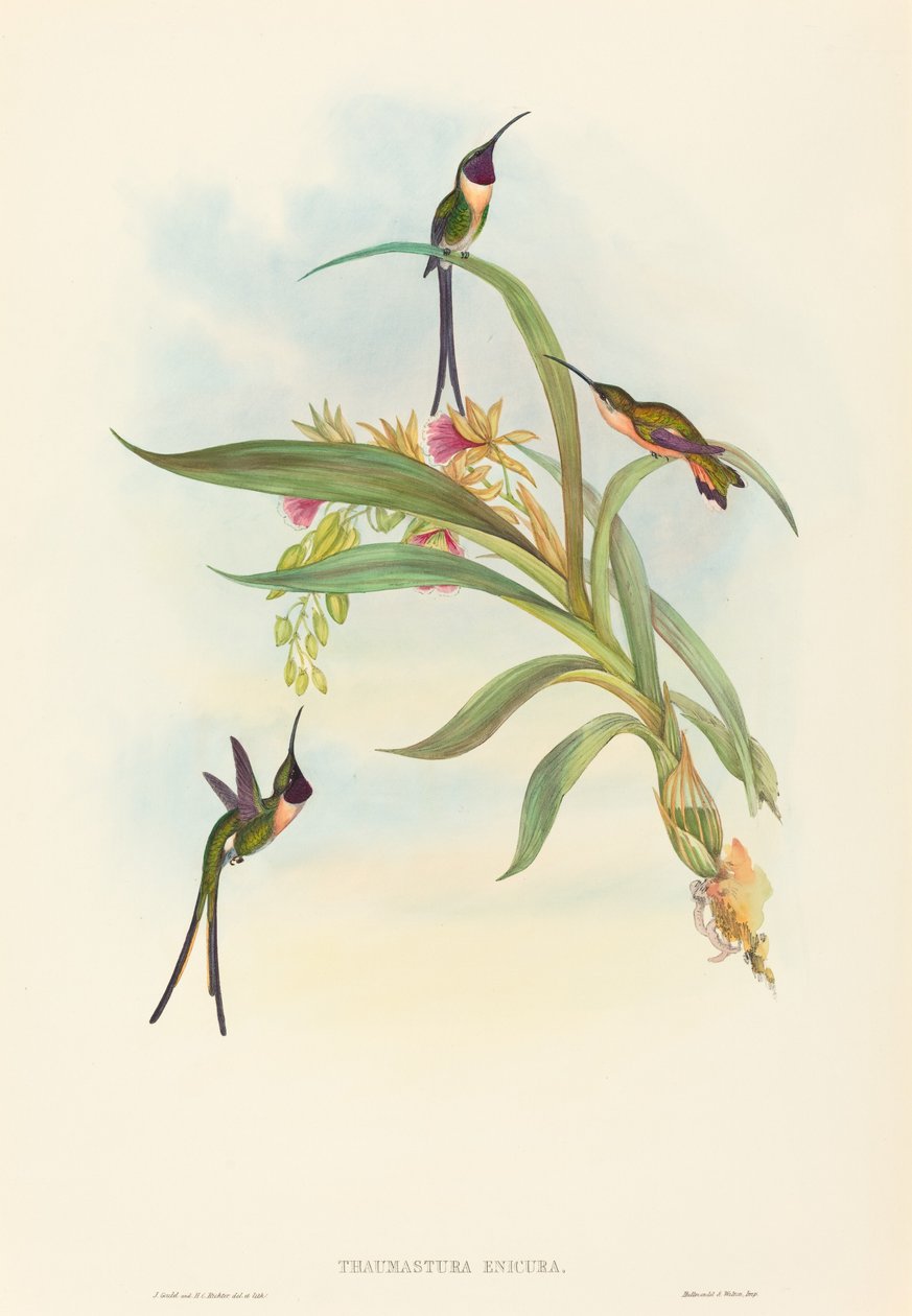 Tharmastura enicura İnce Makas Kuyruğu. Yaratıcılar: John Gould, Henry Constantine Richter. by John Gould and Henry Constantine Richter John Gould and Henry Constantine Richter