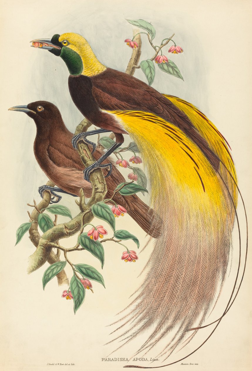 Cennet Kuşu Paradisea apoda, 1875-1888 yayınlandı. Yaratıcılar: John Gould, William Matthew Hart. by John Gould, William Matthew Hart