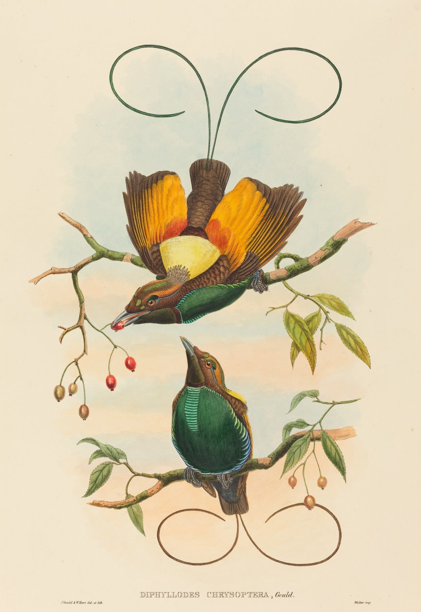 Diphyllodes chrysoptera Muhteşem Cennet Kuşu. Yaratıcılar: John Gould, William Matthew Hart. by John Gould, William Matthew Hart
