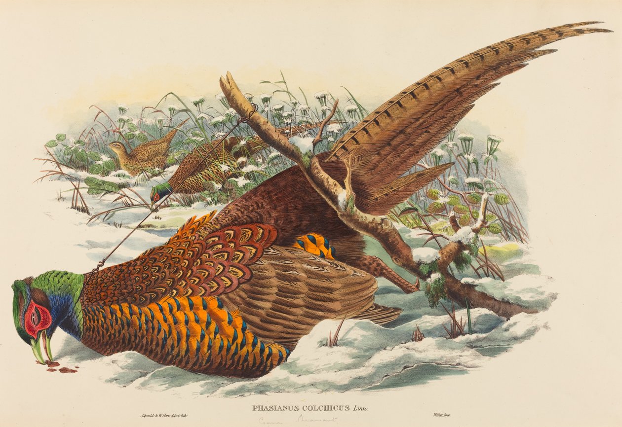 Phasianus colchicus Halka Boyunlu Sülün. Yaratıcılar: John Gould, William Matthew Hart. by John Gould, William Matthew Hart