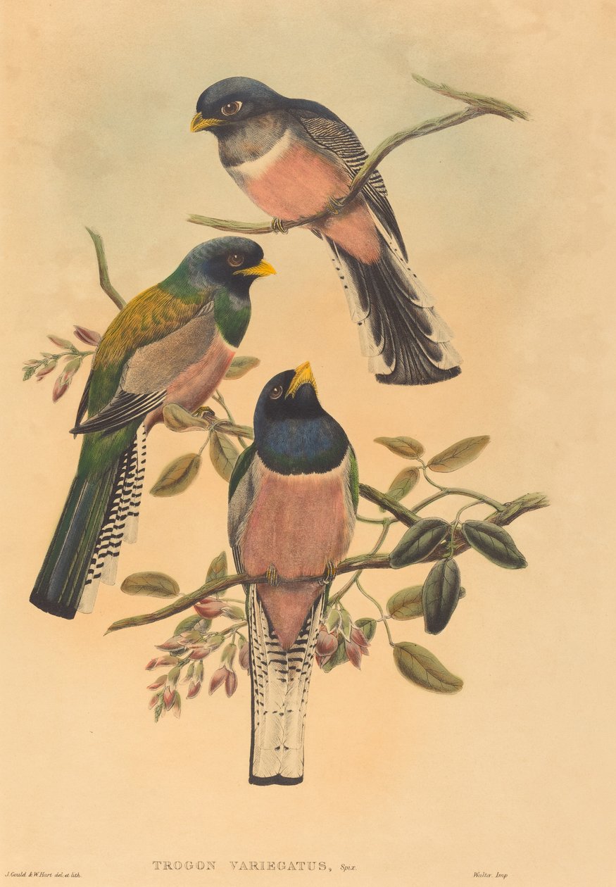 Trogan variegatus, muhtemelen 18361838. Yaratıcılar: John Gould, William Matthew Hart. by John Gould, William Matthew Hart