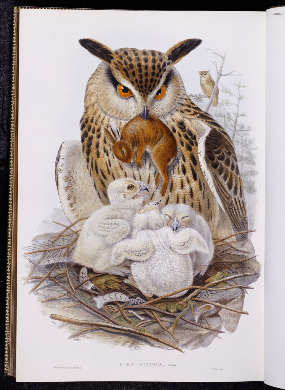 "Avrupa Kuşları"ndan Büyük Bir Baykuş ve Civcivler, 1832-37