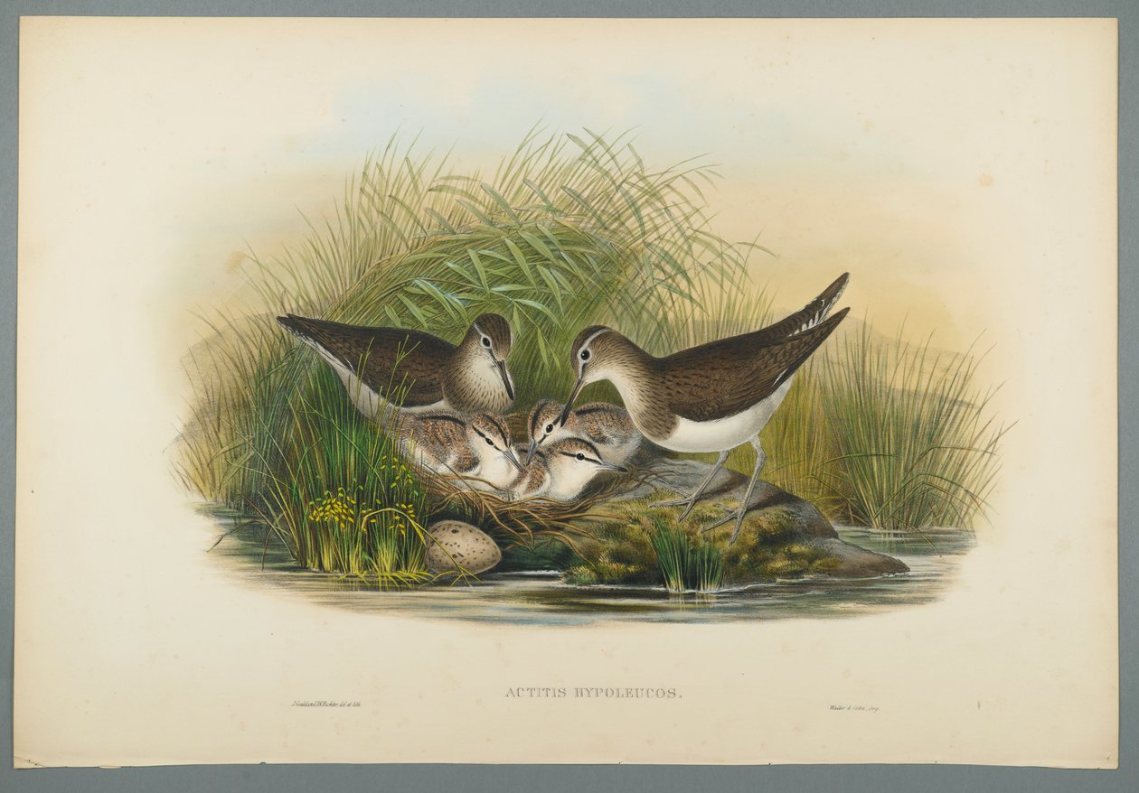 Actitis Hypoleucos - Summer Snipe (dokuma kağıt üzerinde renkli lito) by John Gould