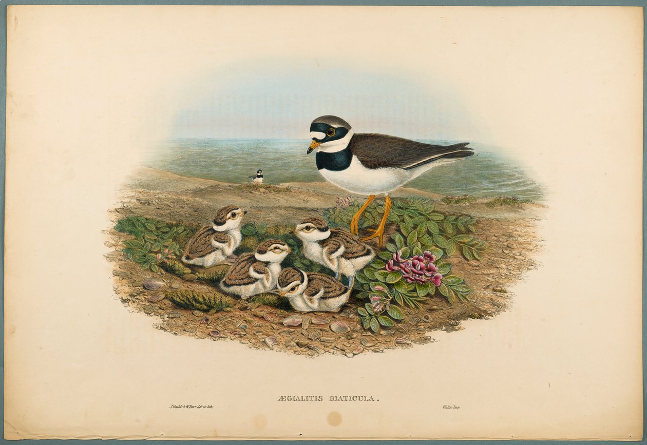 Aegialitis Hiaticula - Halkalı Cılıbıt (dokuma kağıt üzerinde renkli lito) by John Gould