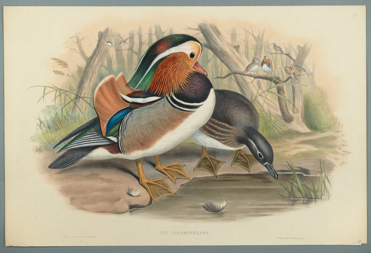 Aix Galericulata: Ördek (dokuma kağıt üzerinde renkli lito) by John Gould
