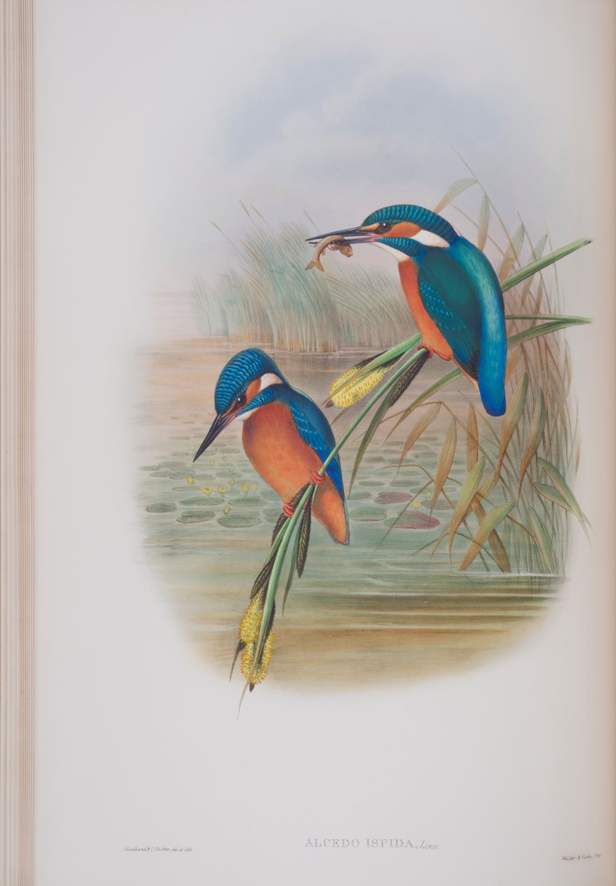 Alcedo Ispida, John Gould