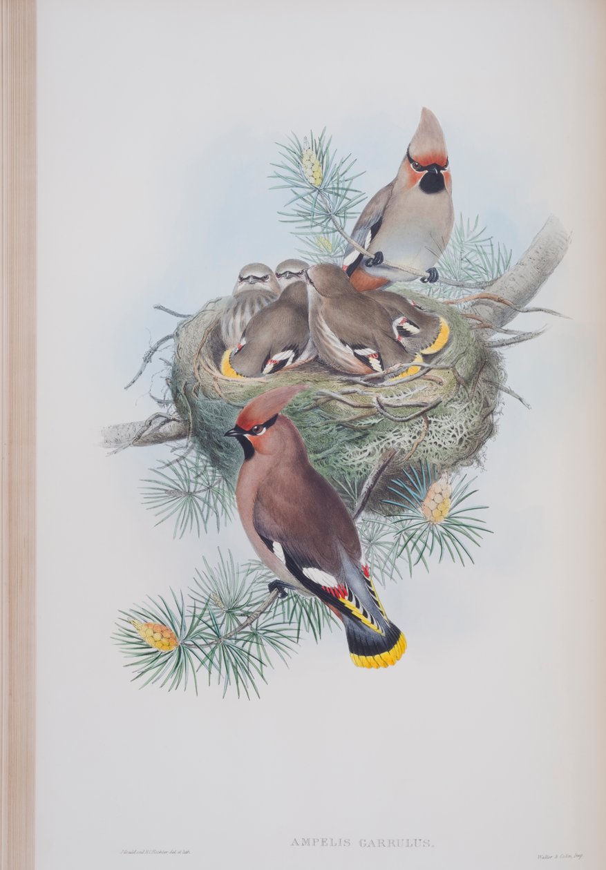 Ampelis Garrulus, John Gould