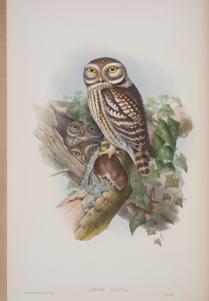 Athene Noctua, John Gould