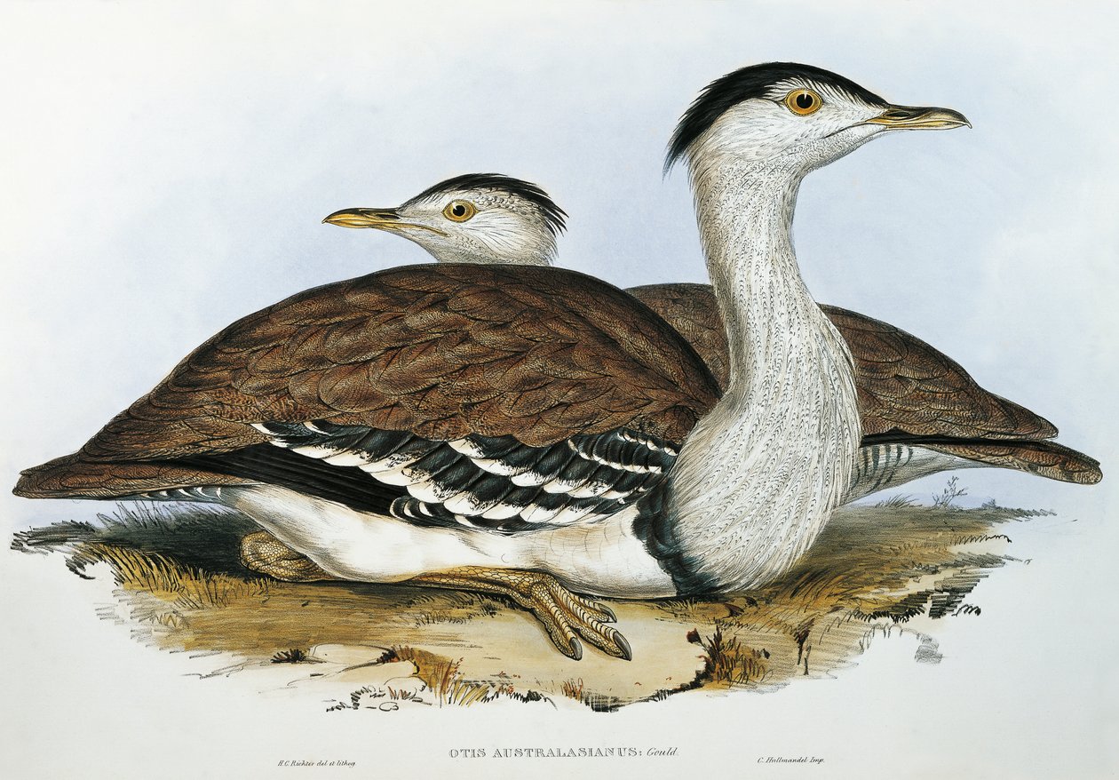 Avustralya Kuşu (Otis australasianus) by John Gould