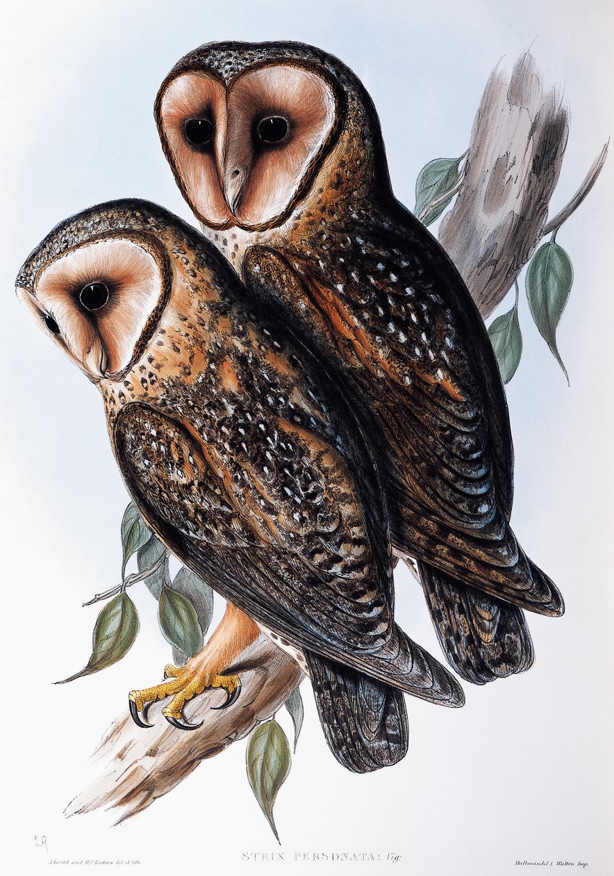 Avustralya Maskeli Baykuşu (Strix personata), Birds of Australia