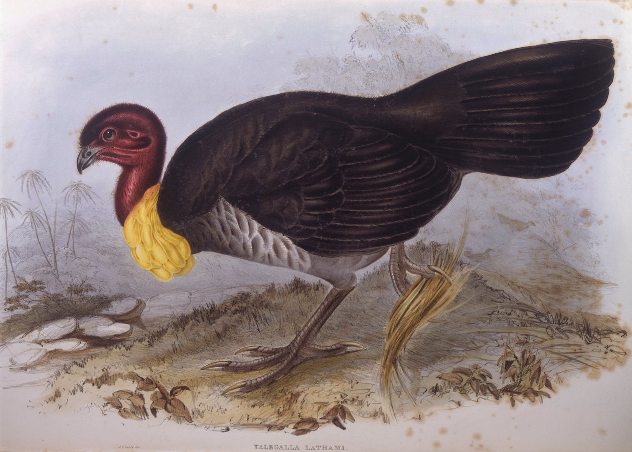 Avustralya fırça hindi (Alectura lathami), John Gould tarafından gravür by John Gould
