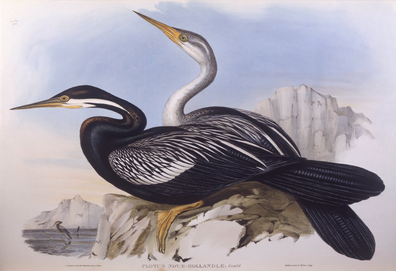 Avustralya darter (Anhinga novaehollandiae), John Gould tarafından gravür by John Gould