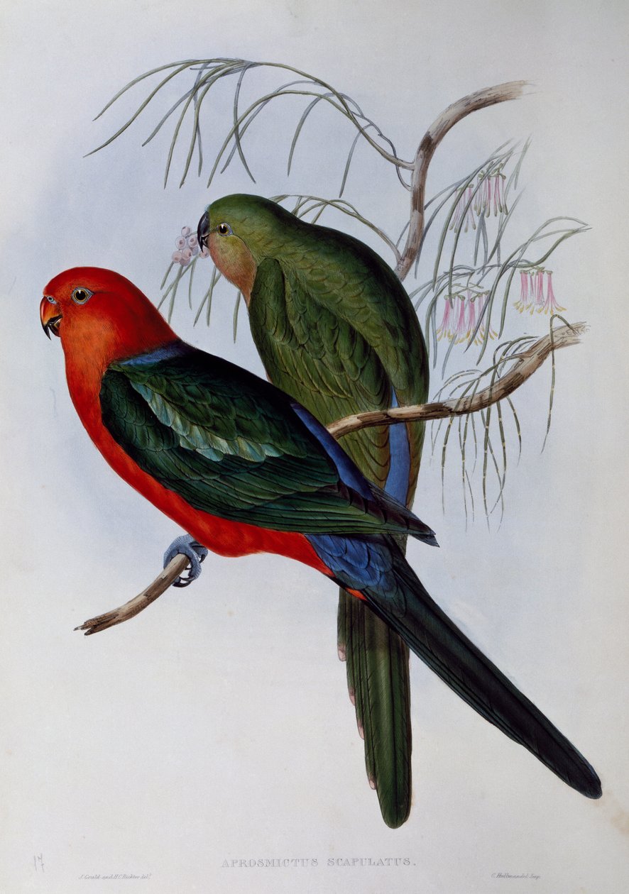 Avustralya Kralı Papağanı (Alisterus scapularis), John Gould (1804-1881) ve Henry Constantine Richter (1821-1902) tarafından yapılan gravür. Birleşik Krallık by John Gould