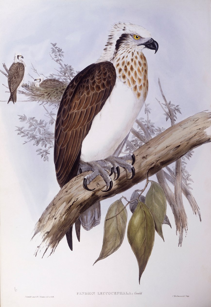 Avustralya osprey (Pandion haliaetus cristatus), John Gould tarafından gravür by John Gould
