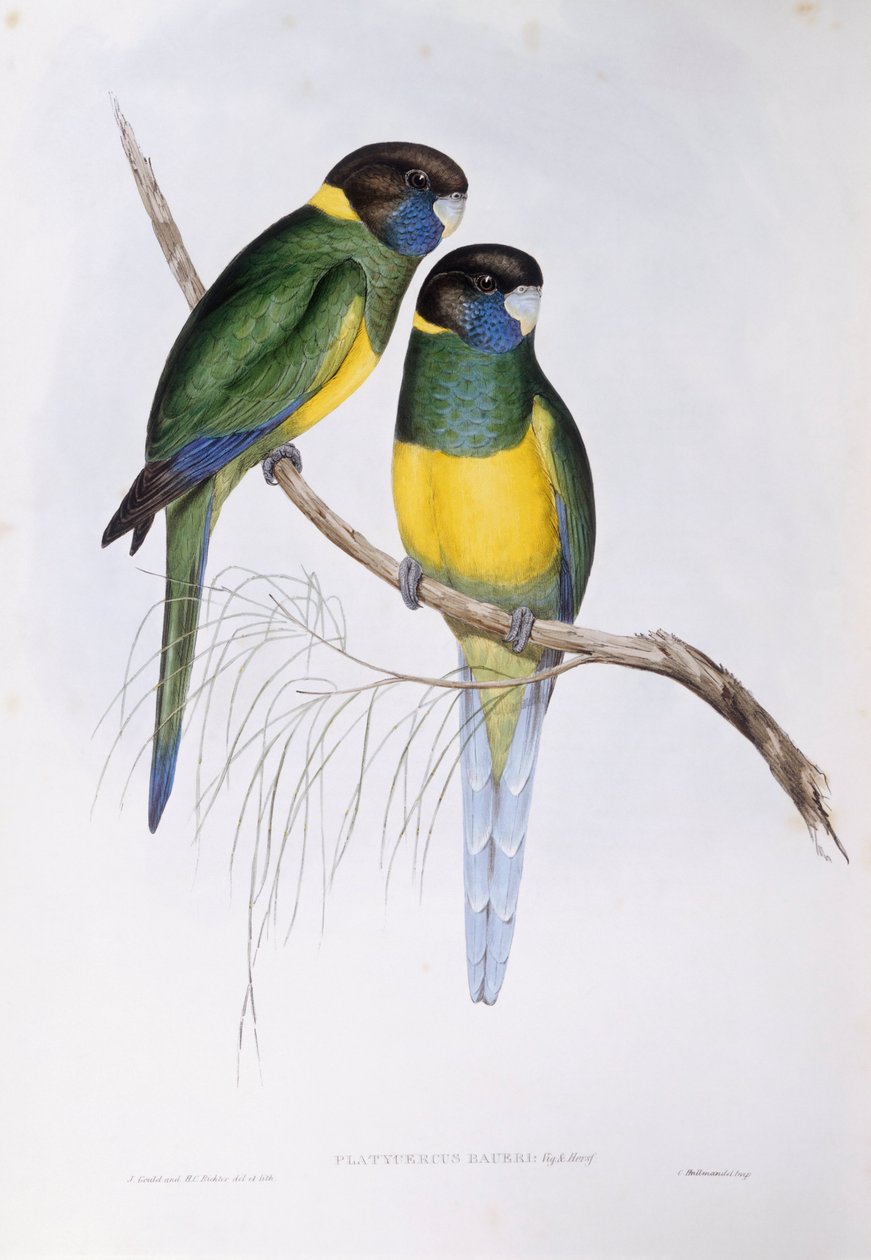 Avustralya boynu (Barnardius veya Platycercus zonarius), John Gould tarafından gravür by John Gould