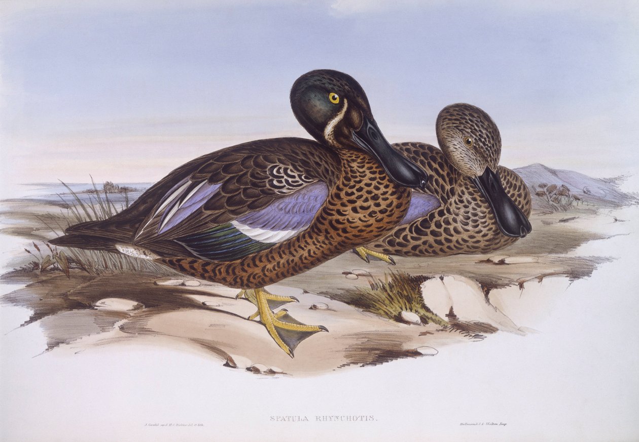 Avustralyalı kürekçi (Anas rhynchotis), John Gould tarafından gravür by John Gould