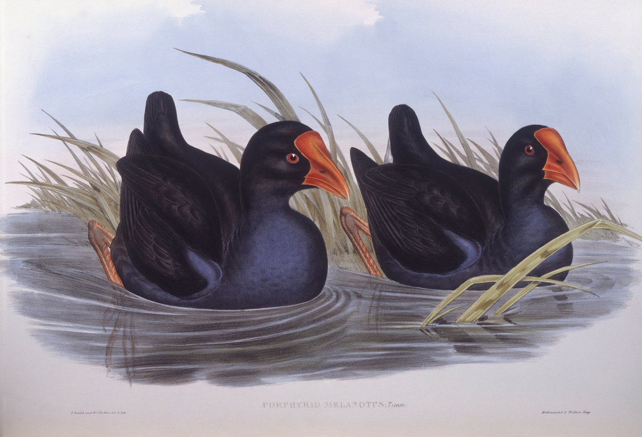 Avustralya bataklığı (Porphyrio melanotus), John Gould tarafından gravür by John Gould