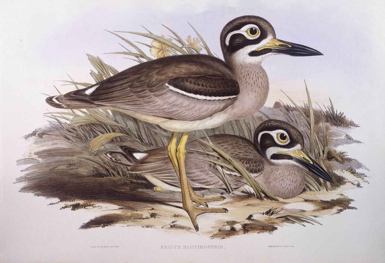 Plaj kalın diz (Esacus magnirostris veya Burhinus giganteus), John Gould tarafından gravür by John Gould