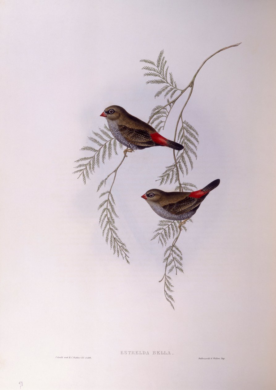 Güzel ateş kuyruğu (Stagonopleura bella), John Gould tarafından gravür by John Gould