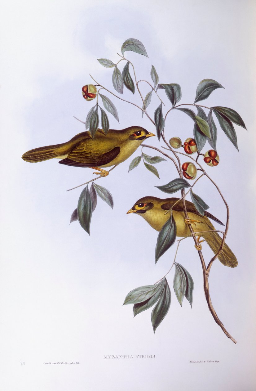 Bell madenci (Manorina melanophrys), John Gould tarafından gravür by John Gould