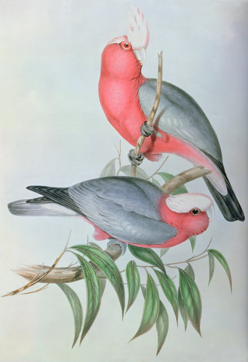 Asya Kuşları by John Gould
