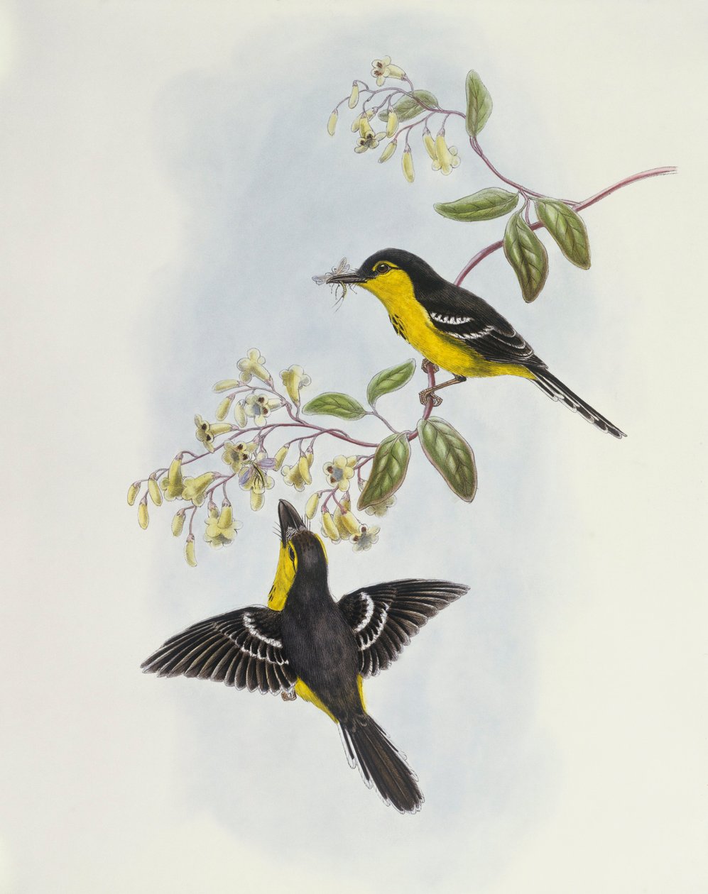 Kara göğüslü kayıkçı (Machaerirhynchus nigripectus), John Gould tarafından gravür by John Gould