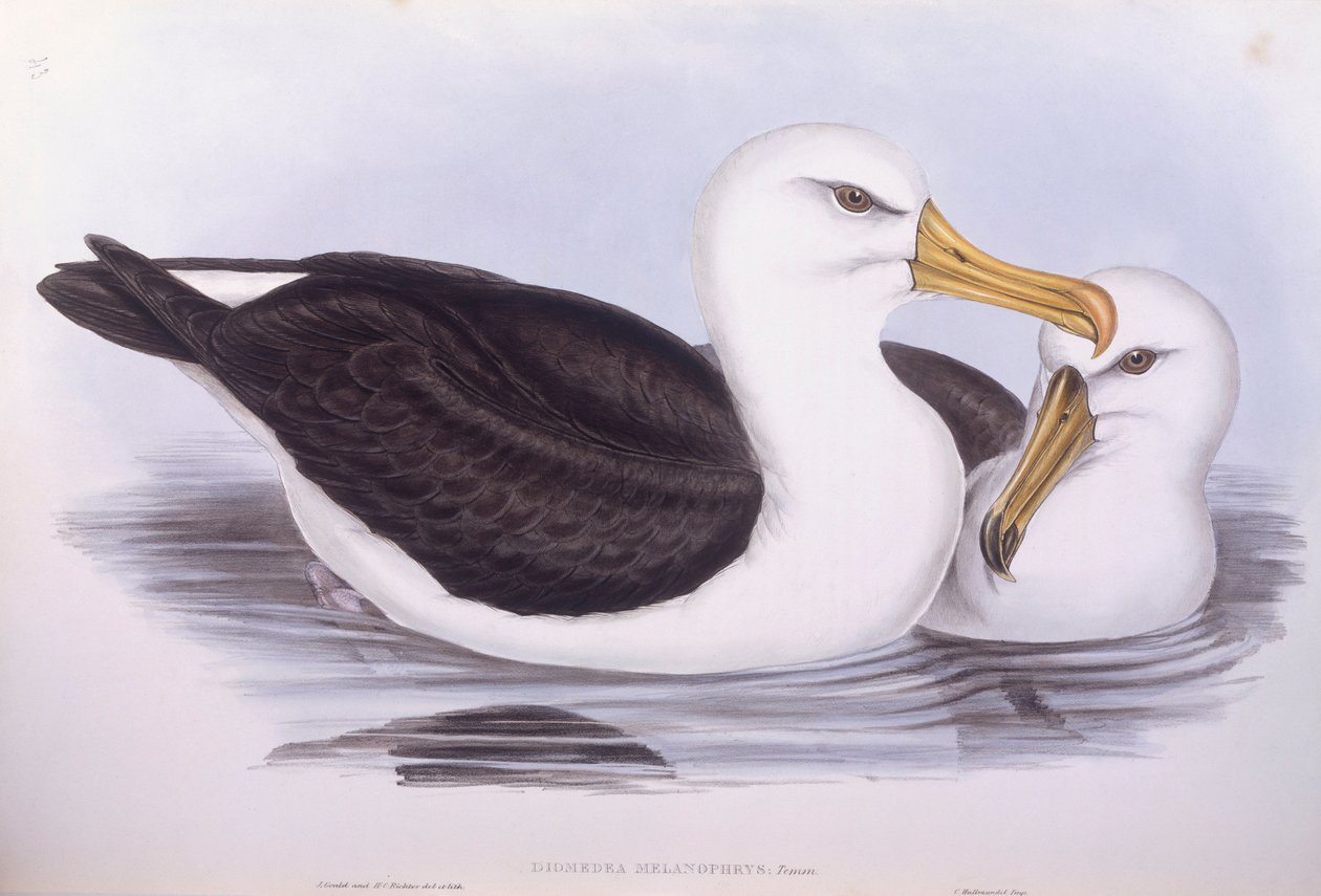 Kara kaşlı albatros (Diomedea o Thalassarche melanophrys), John Gould tarafından gravür by John Gould