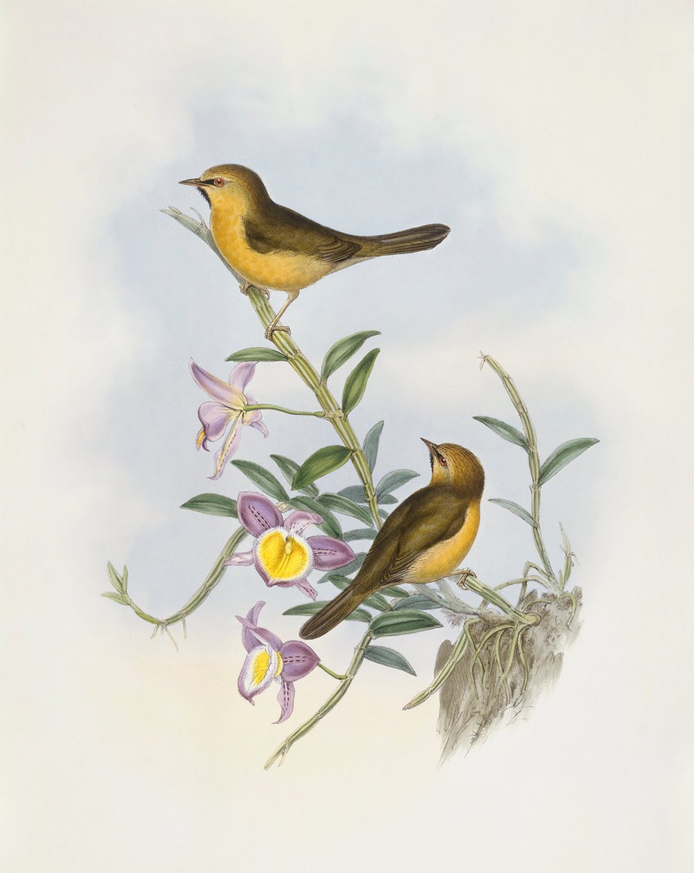 Siyah çeneli gevezelik (Stachyris pyrrhops), John Gould tarafından gravür by John Gould